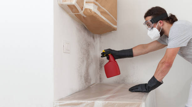 Professional Crawl Space Mold Removal technician working in Babson Park, MA