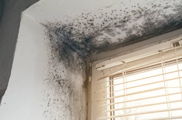 Affordable Basement Mold Removal solutions in Babson Park, MA